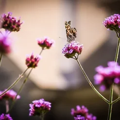 Acana Spray Moth Killer For Carpet & Fabric Lavender 500ml -Draper Tool Shop acana spray moth killer for carpet fabric lavender 500ml5060214391665 03c MP