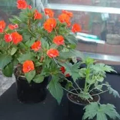 Agralan Capillary Matting Black (One Size) -Draper Tool Shop agralan capillary matting black one size 5059444061912 04c MP