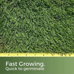 American Dark Green Grass Seed 5kg (70-200m²) 8 American Dark Green Grass Seed 5kg (70-200m²) -Draper Tool Shop american dark green grass seed 5kg 70 200m 5065007977002 03c MP