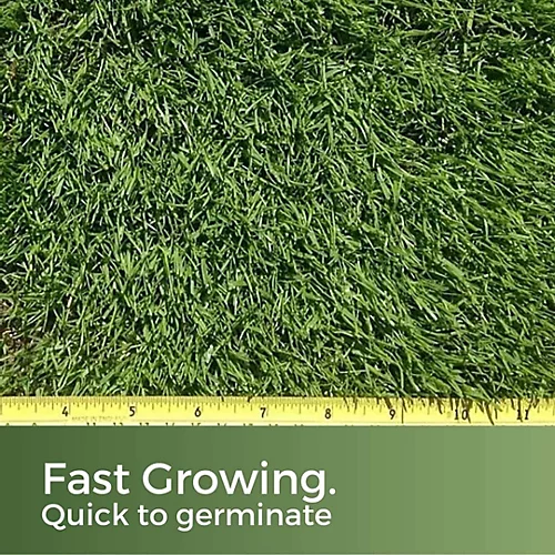 American Dark Green Grass Seed 5kg (70-200m²) 5 American Dark Green Grass Seed 5kg (70-200m²) - Image 3