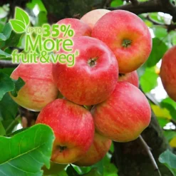 Baby Bio Outdoor Fruit And Vegetable Feed Concentrate 2 X 750 Ml -Draper Tool Shop baby bio outdoor fruit and vegetable feed concentrate 2 x 750 ml5059331216616 03c MP