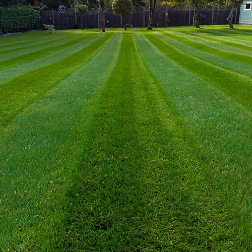 BS Economy Grass Seed (1 X 10kg) 5 BS Economy Grass Seed (1 X 10kg) - Image 3