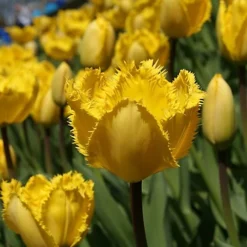 BS Economy Grass Seed (5 X 20kg)