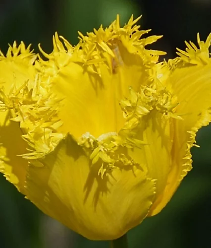 BS Economy Grass Seed (5 X 20kg) 4 BS Economy Grass Seed (5 X 20kg) - Image 2