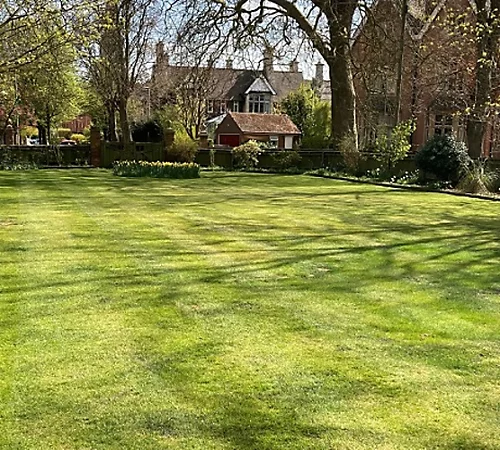 BS Economy Grass Seed (5 X 20kg) 5 BS Economy Grass Seed (5 X 20kg) - Image 3