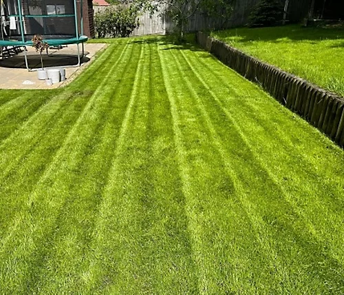 BS Economy Grass Seed (5 X 20kg) 6 BS Economy Grass Seed (5 X 20kg) - Image 4