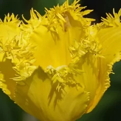 BS Quality Hard Wearing Lawn Seed (5 X 20kg) -Draper Tool Shop bs quality hard wearing lawn seed 5 x 20kg 00004056 02c MP