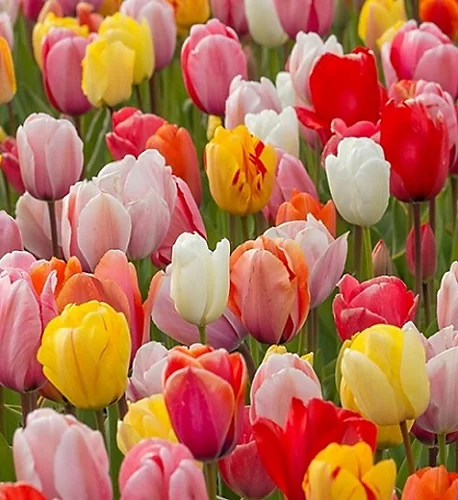 BS Shady Place Grass Seed (1 X 2kg) 3 BS Shady Place Grass Seed (1 X 2kg)