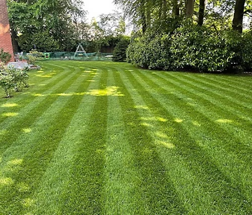 BS Shady Place Grass Seed (1 X 2kg) 4 BS Shady Place Grass Seed (1 X 2kg) - Image 2