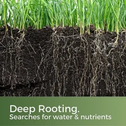 Clay King Grass Seed For Clay Soil 10kg (140-400m²) -Draper Tool Shop clay king grass seed for clay soil 10kg 140 400m 5065007977262 04c MP