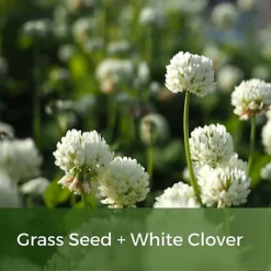 Clover Lawn Seed - Grass Seed & White Clover 7 Clover Lawn Seed - Grass Seed & White Clover -Draper Tool Shop clover lawn seed grass seed white clover5060989690116 02c MP