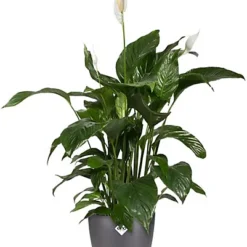 Elho Brussels Round 22cm Plastic Plant Pot In Anthracite 8 Elho Brussels Round 22cm Plastic Plant Pot In Anthracite -Draper Tool Shop elho brussels round 22cm plastic plant pot in anthracite8711904071622 03c MP