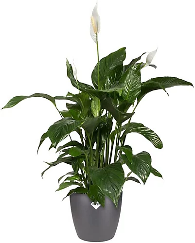 Elho Brussels Round 22cm Plastic Plant Pot In Anthracite 5 Elho Brussels Round 22cm Plastic Plant Pot In Anthracite - Image 3