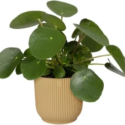 Elho Vibes 2PC Butter Yellow Recyclable Flower Pot 22cm (Dia) 8 Elho Vibes 2PC Butter Yellow Recyclable Flower Pot 22cm (Dia) -Draper Tool Shop elho vibes 2pc butter yellow recyclable flower pot 22cm dia 5059331209489 03c MP