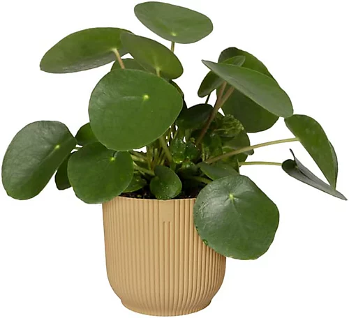 Elho Vibes 2PC Butter Yellow Recyclable Flower Pot 22cm (Dia) 5 Elho Vibes 2PC Butter Yellow Recyclable Flower Pot 22cm (Dia) - Image 3