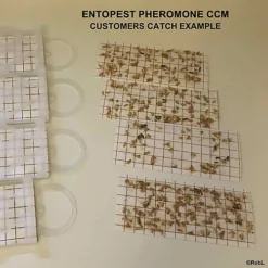 Entopest CCM Pheromone Pads (Tineola Bisselliella) -Draper Tool Shop entopest ccm pheromone pads tineola bisselliella 5060588165800 03c MP