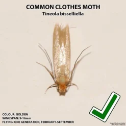 Entopest CCM Pheromone Pads (Tineola Bisselliella) -Draper Tool Shop entopest ccm pheromone pads tineola bisselliella 5060588165800 04c MP