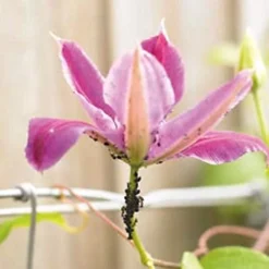 Enviro Works - Bug And Mildew Control - 2 X 1L -Draper Tool Shop enviro works bug and mildew control 2 x 1l5060744382751 02c MP