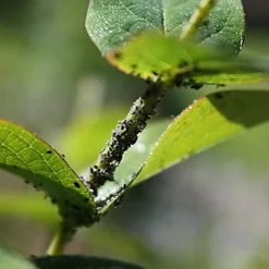 Enviro Works - Bug And Mildew Control - 2 X 1L -Draper Tool Shop enviro works bug and mildew control 2 x 1l5060744382751 03c MP