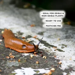 Enviro-works SlugBlast Slug Defence Plant Spray 2 X 1L -Draper Tool Shop enviro works slugblast slug defence plant spray 2 x 1l5060744386865 03c MP