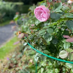 Garden Hoop Plant Bow Support System 45cm X 60cm (Pack Of 6) 8 Garden Hoop Plant Bow Support System 45cm X 60cm (Pack Of 6) -Draper Tool Shop garden hoop plant bow support system 45cm x 60cm pack of 6 5060575107554 03c MP