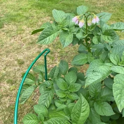 Garden Hoop Plant Bow Support System 45cm X 60cm (Pack Of 6) 9 Garden Hoop Plant Bow Support System 45cm X 60cm (Pack Of 6) -Draper Tool Shop garden hoop plant bow support system 45cm x 60cm pack of 6 5060575107554 06c MP