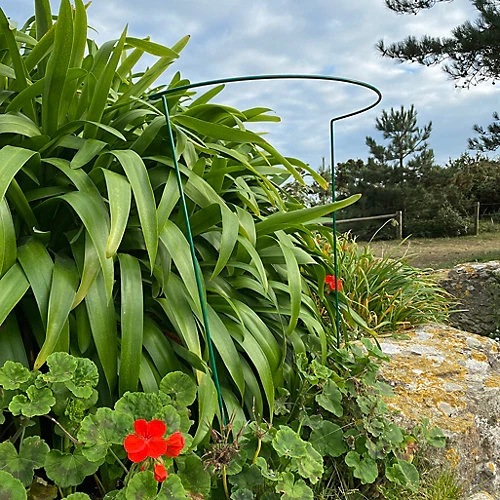 Garden Hoop Plant Bow Support System 52cm X 90cm (Pack Of 10) 3 Garden Hoop Plant Bow Support System 52cm X 90cm (Pack Of 10)