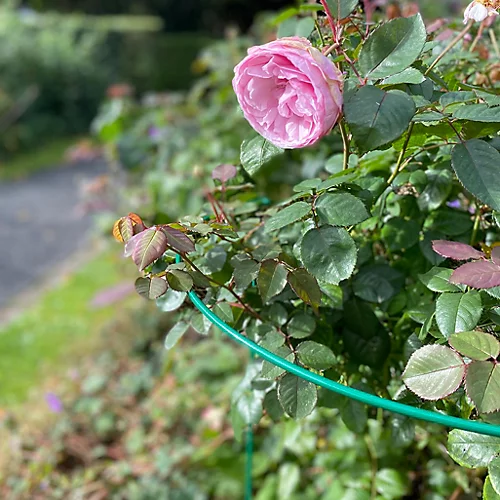 Garden Hoop Plant Bow Support System 52cm X 90cm (Pack Of 20) 5 Garden Hoop Plant Bow Support System 52cm X 90cm (Pack Of 20) - Image 3