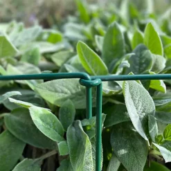 Garden Linked Metal Plant Support For Herbaceous Plants 35cm X 15cm (Pack Of 10) -Draper Tool Shop garden linked metal plant support for herbaceous plants 35cm x 15cm pack of 10 5060575102573 04c MP