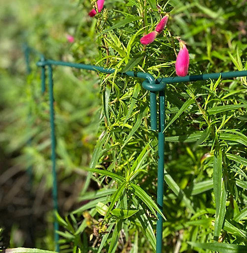 Garden Linked Metal Plant Support For Herbaceous Plants 50cm X 20cm (Pack Of 10) 4 Garden Linked Metal Plant Support For Herbaceous Plants 50cm X 20cm (Pack Of 10) - Image 2