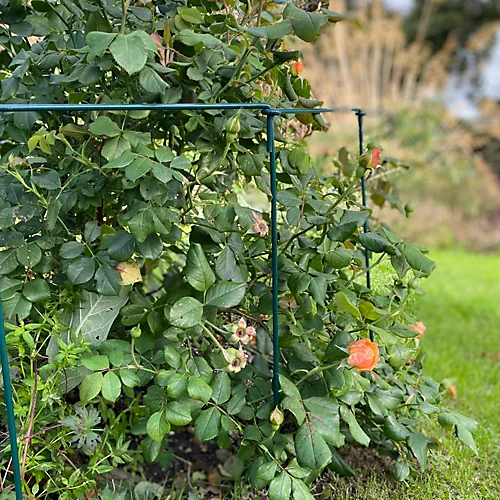 Garden Linked Metal Plant Support For Herbaceous Plants 70cm X 30cm (Pack Of 10) 4 Garden Linked Metal Plant Support For Herbaceous Plants 70cm X 30cm (Pack Of 10) - Image 2