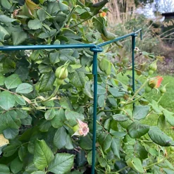 Garden Linked Metal Plant Support For Herbaceous Plants 70cm X 30cm (Pack Of 10) 9 Garden Linked Metal Plant Support For Herbaceous Plants 70cm X 30cm (Pack Of 10) -Draper Tool Shop garden linked metal plant support for herbaceous plants 70cm x 30cm pack of 10 5060575102559 04c MP