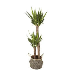 GoodHome Black Seagrass Herringbone Circular Plant Pot (Dia)21cm -Draper Tool Shop goodhome black seagrass herringbone circular plant pot dia 21cm3663602442509 21c bq
