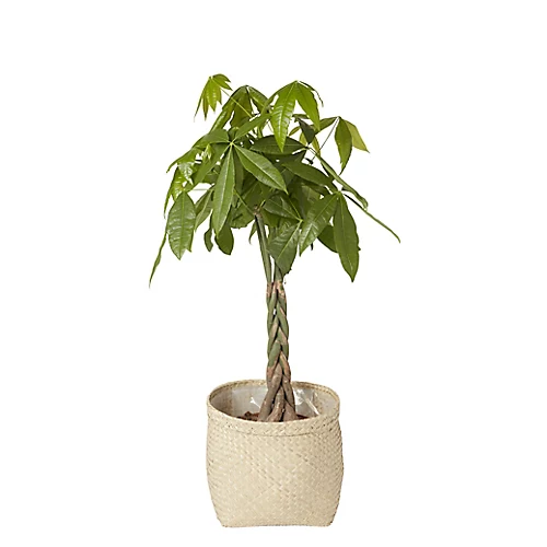 GoodHome Natural Seagrass Herringbone Circular Plant Pot (Dia)35cm 4 GoodHome Natural Seagrass Herringbone Circular Plant Pot (Dia)35cm - Image 2