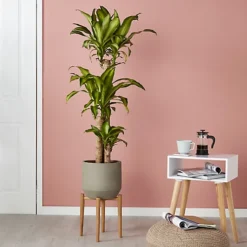 GoodHome Natural Wood Plant Pot (Dia)33.5cm -Draper Tool Shop goodhome natural wood plant pot dia 33 5cm3663602442370 01i bq