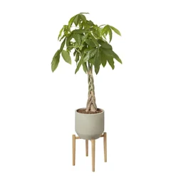 GoodHome Natural Wood Plant Pot (Dia)33.5cm -Draper Tool Shop goodhome natural wood plant pot dia 33 5cm3663602442370 21c bq