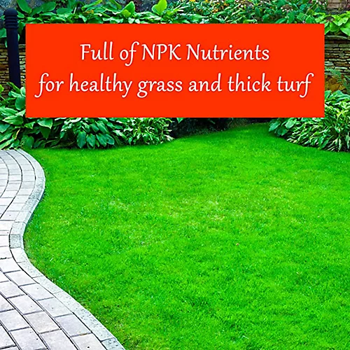 Homefront Grass Greening Granules Lawn Fertiliser - Strengthens, Greens And Creates Healthier Grass 2.5kg 6 Homefront Grass Greening Granules Lawn Fertiliser - Strengthens, Greens And Creates Healthier Grass 2.5kg - Image 4
