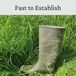 Horse Paddock Grass Seeds - Fast Growing Grass Seed For Repairs On Pastures & Gateways - Ultra Hard Wearing - 20kg - Garden -Draper Tool Shop horse paddock grass seeds fast growing grass seed for repairs on pastures gateways ultra hard wearing 20kg garden5060989690208 04c MP