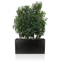 IDEALIST Contemporary Trough Garden Planter, Black Concrete Light Outdoor Large Plant Pot H41 L85 W26 Cm, 91L 8 IDEALIST Contemporary Trough Garden Planter, Black Concrete Light Outdoor Large Plant Pot H41 L85 W26 Cm, 91L -Draper Tool Shop idealist contemporary trough garden planter black concrete light outdoor large plant pot h41 l85 w26 cm 91l5000124401351 03c MP