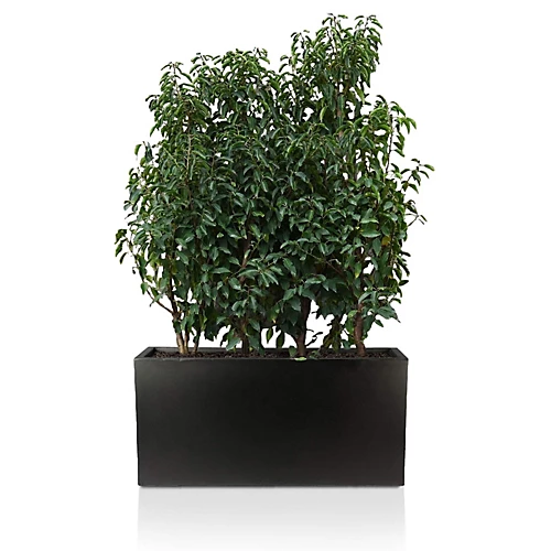 IDEALIST Contemporary Trough Garden Planter, Black Concrete Light Outdoor Large Plant Pot H41 L85 W26 Cm, 91L 5 IDEALIST Contemporary Trough Garden Planter, Black Concrete Light Outdoor Large Plant Pot H41 L85 W26 Cm, 91L - Image 3