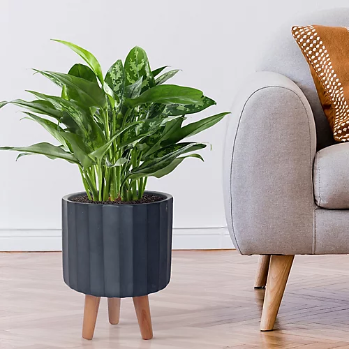 IDEALIST Modern Ribbed Black Cylinder Planter With Legs, Round Indoor Plant Pot Stand For Indoor Plants D24 H32 Cm, 7.6L 3 IDEALIST Modern Ribbed Black Cylinder Planter With Legs, Round Indoor Plant Pot Stand For Indoor Plants D24 H32 Cm, 7.6L