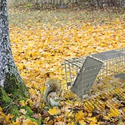 Indoor Outdoor Collapsible Live Animal Humane Trap For Pests Rabbits, Squirrels