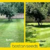 KissMyGrass Spring & Summer Lawn And Sportsfield Fertiliser 11.5.5 (1 X 20kg) -Draper Tool Shop kissmygrass spring summer lawn and sportsfield fertiliser 11 5 5 1 x 20kg 00003570 01c MP