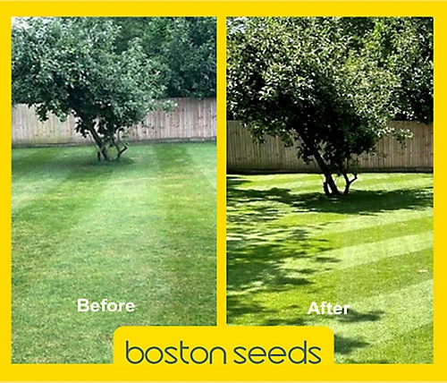 KissMyGrass Spring & Summer Lawn And Sportsfield Fertiliser 11.5.5 (1 X 20kg) 3 KissMyGrass Spring & Summer Lawn And Sportsfield Fertiliser 11.5.5 (1 X 20kg)