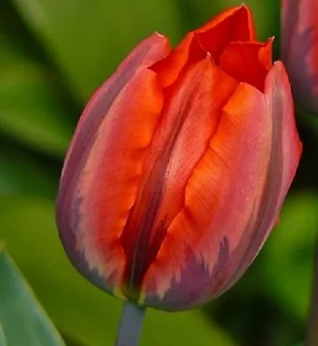 KissMyGrass Spring & Summer Lawn And Sportsfield Fertiliser 11.5.5 (25 X 20kg) 3 KissMyGrass Spring & Summer Lawn And Sportsfield Fertiliser 11.5.5 (25 X 20kg)