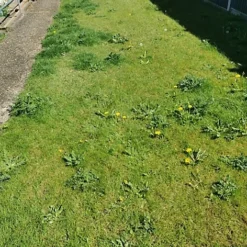 KissMyGrass Weed, Feed & Moss Killer (1 X 20kg) -Draper Tool Shop kissmygrass weed feed moss killer 1 x 20kg 00003790 04c MP