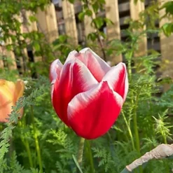 KissMyGrass Weed, Feed & Moss Killer (25 X 20kg) -Draper Tool Shop kissmygrass weed feed moss killer 25 x 20kg 00003788 02c MP