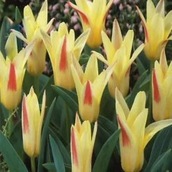 KissMyGrass Weed, Feed & Moss Killer (5 X 20kg) 7 KissMyGrass Weed, Feed & Moss Killer (5 X 20kg) -Draper Tool Shop kissmygrass weed feed moss killer 5 x 20kg 00003789 02c MP