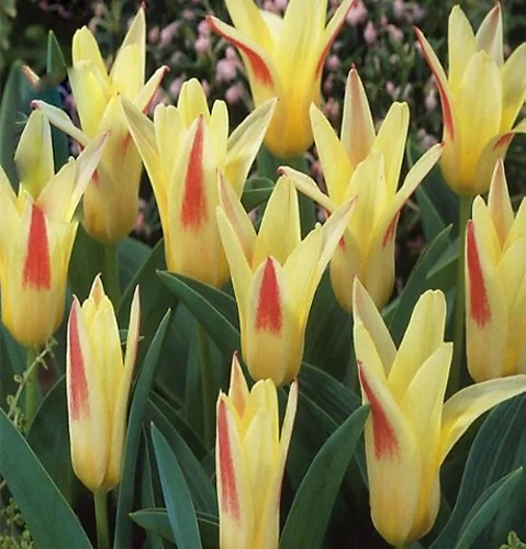 KissMyGrass Weed, Feed & Moss Killer (5 X 20kg) 4 KissMyGrass Weed, Feed & Moss Killer (5 X 20kg) - Image 2