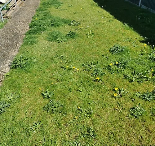 KissMyGrass Weed, Feed & Moss Killer (5 X 20kg) 6 KissMyGrass Weed, Feed & Moss Killer (5 X 20kg) - Image 4